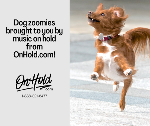 Dog zoomies brought to you by veterinary music on hold from OnHold.com! 