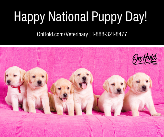 It's National Puppy Day!