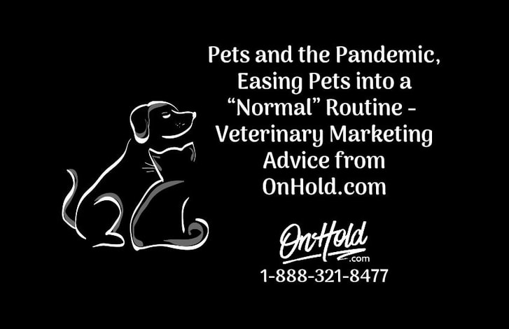 Pets and the Pandemic, Easing Pets into a “Normal” Routine – Veterinary Marketing Advice from OnHold.com