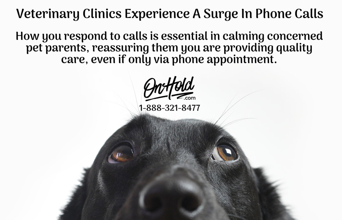 Veterinary Clinics Experience A Surge In Phone Calls